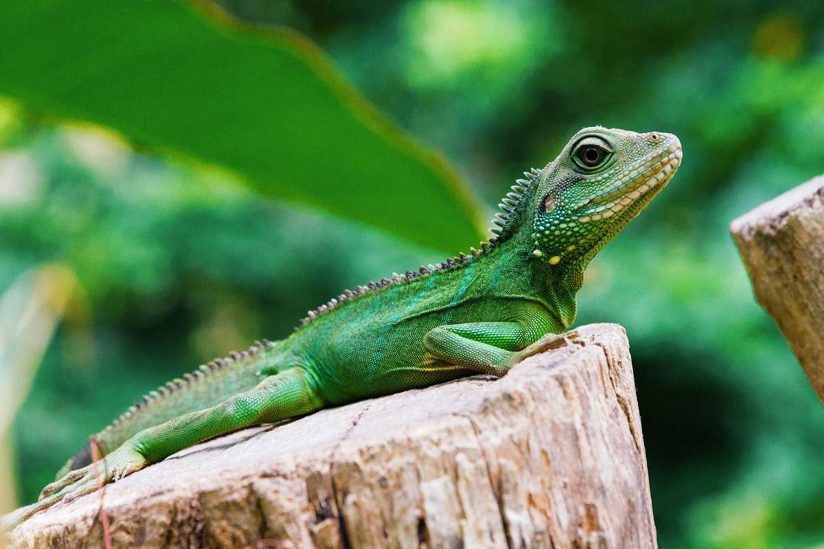 lizard green iguana reptile