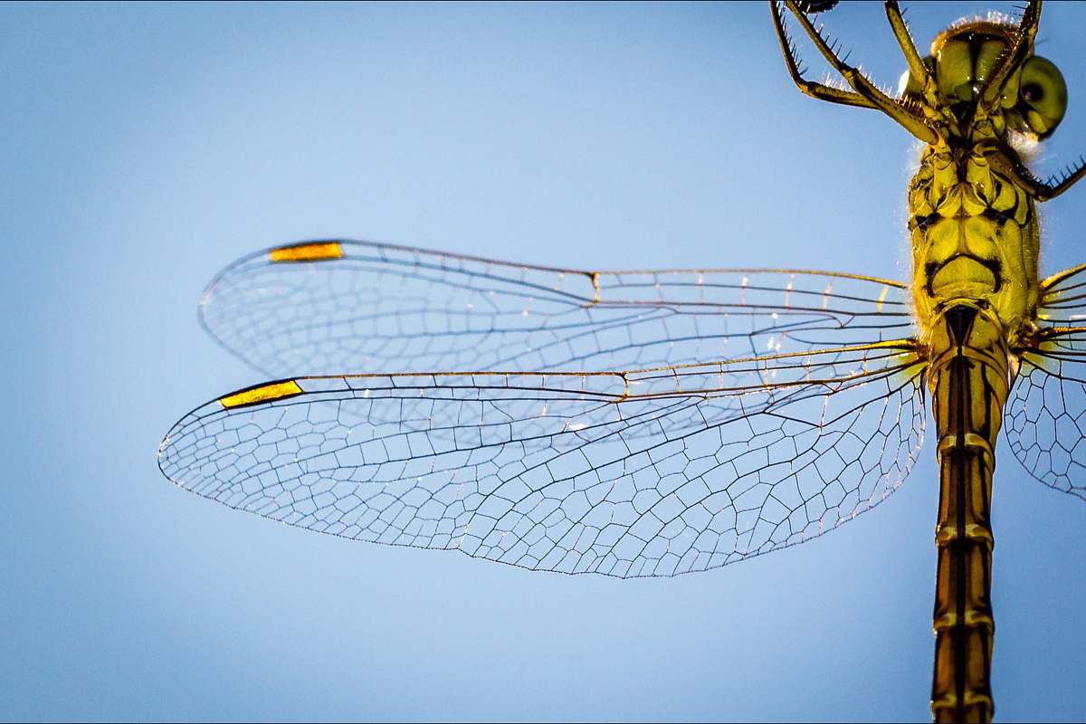dragonfly macro photography of yellow and brown dragonfly insect