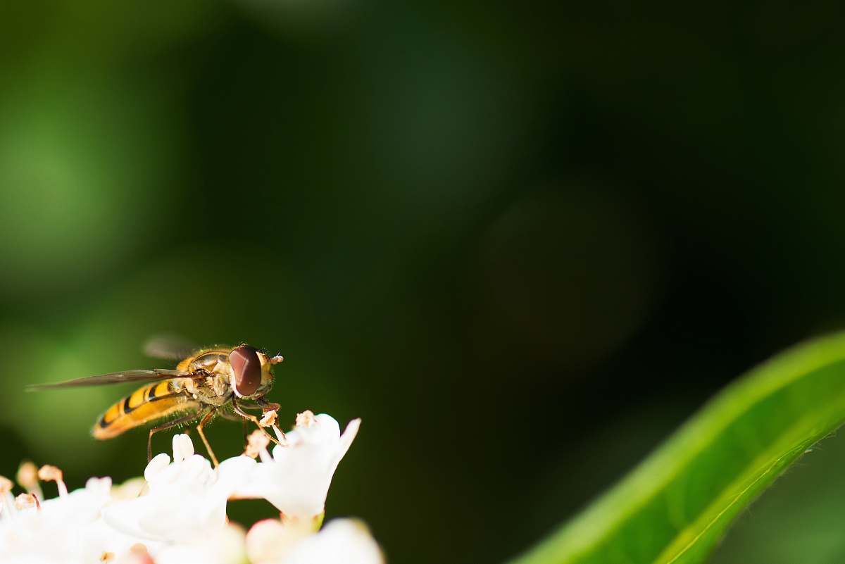 insect macro shot photo of bee bee