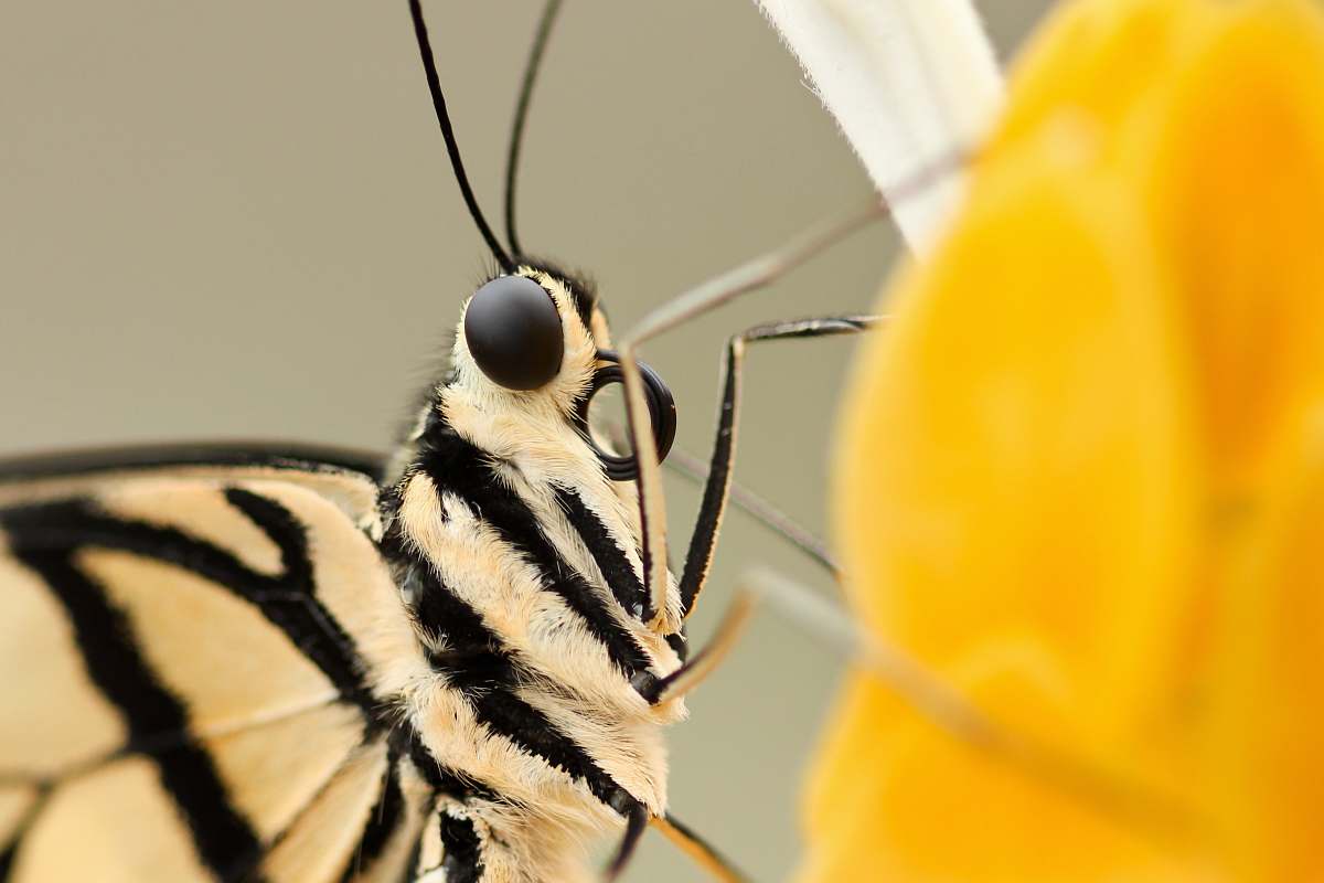 taiwan macro shot photography of beige and black insect butterfly