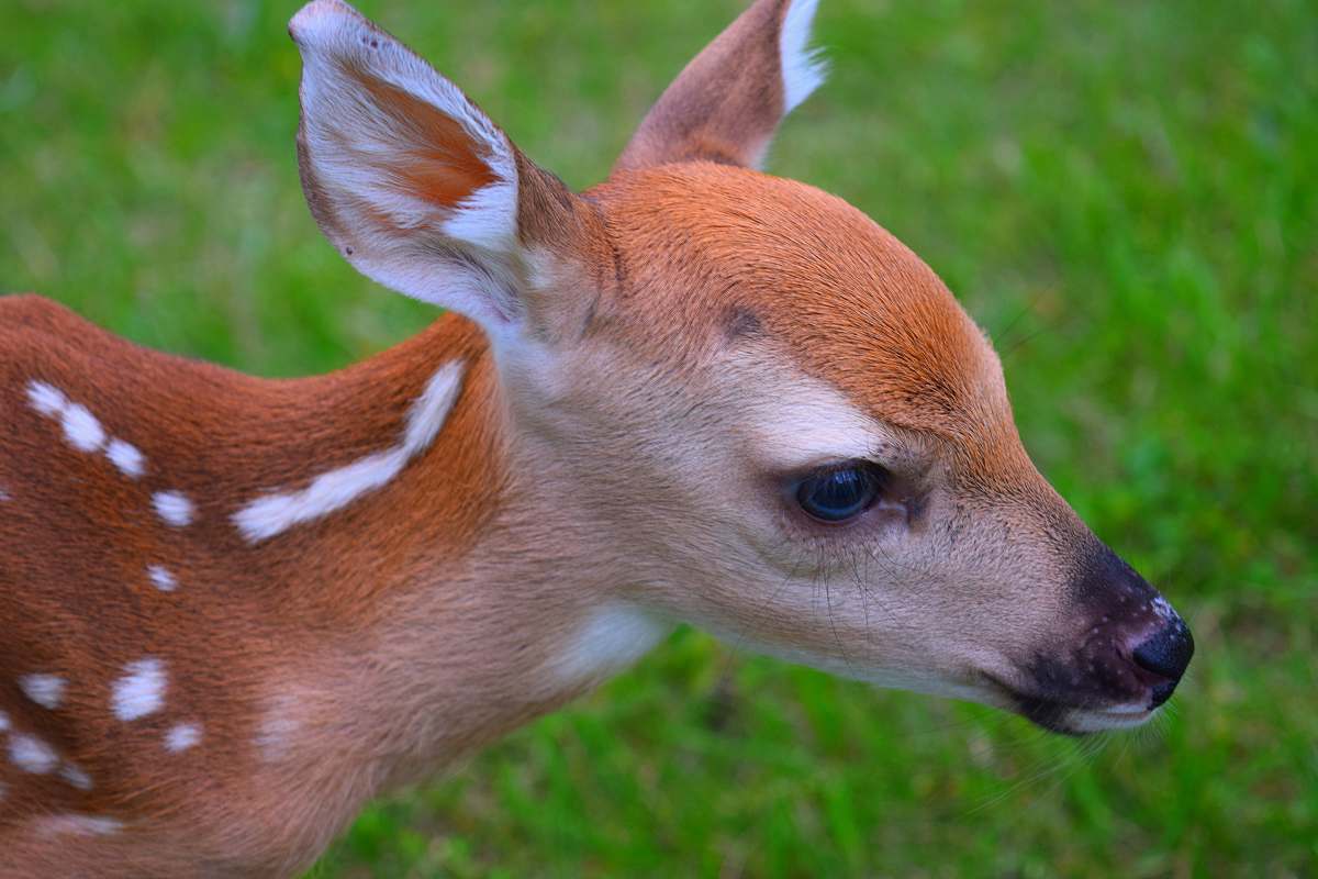 deer photography of brown deer mammal