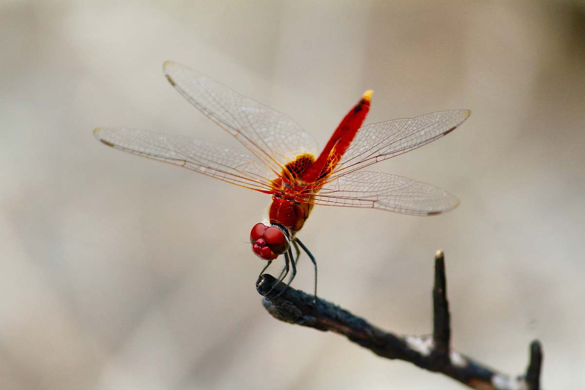 insect red dragonfly pollinating on tree branch dragonfly