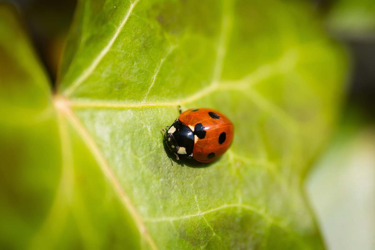 green red lady bug on leaf in macro photography apeldoorn