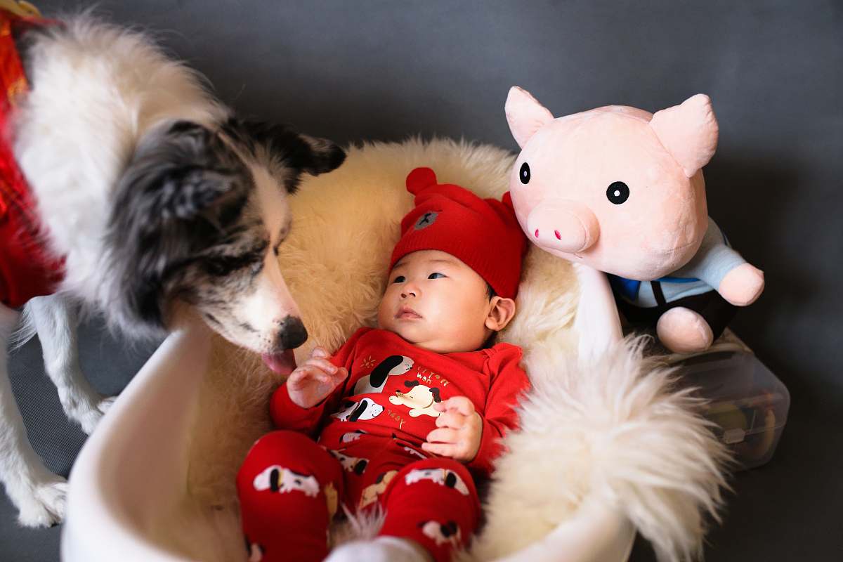 dog baby in bassinet with pig plush toy and white-and-black dog pet