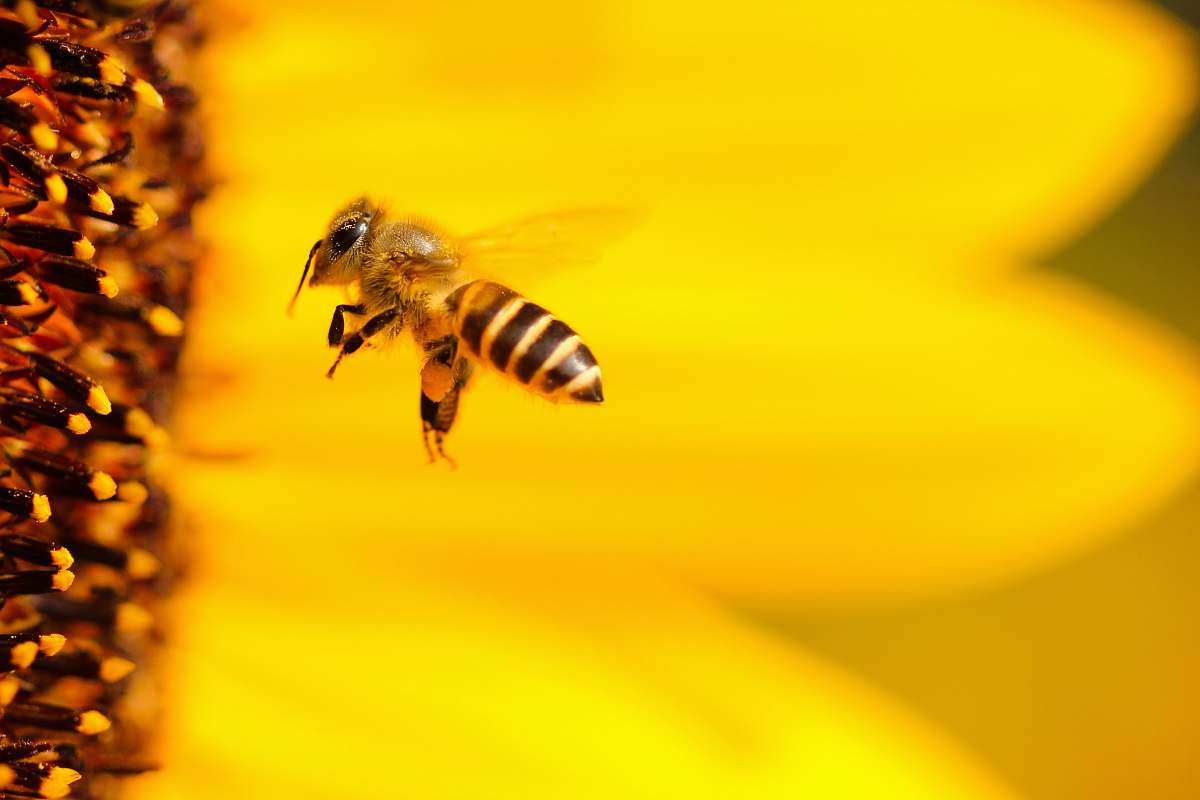 animal black and white honey bee hovering near yellow flower in closeup photography yellow