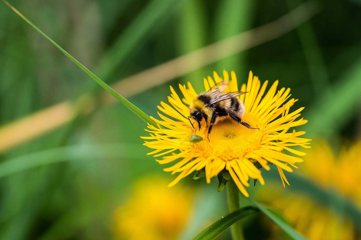 insect yellow and black bee on flower photo flower