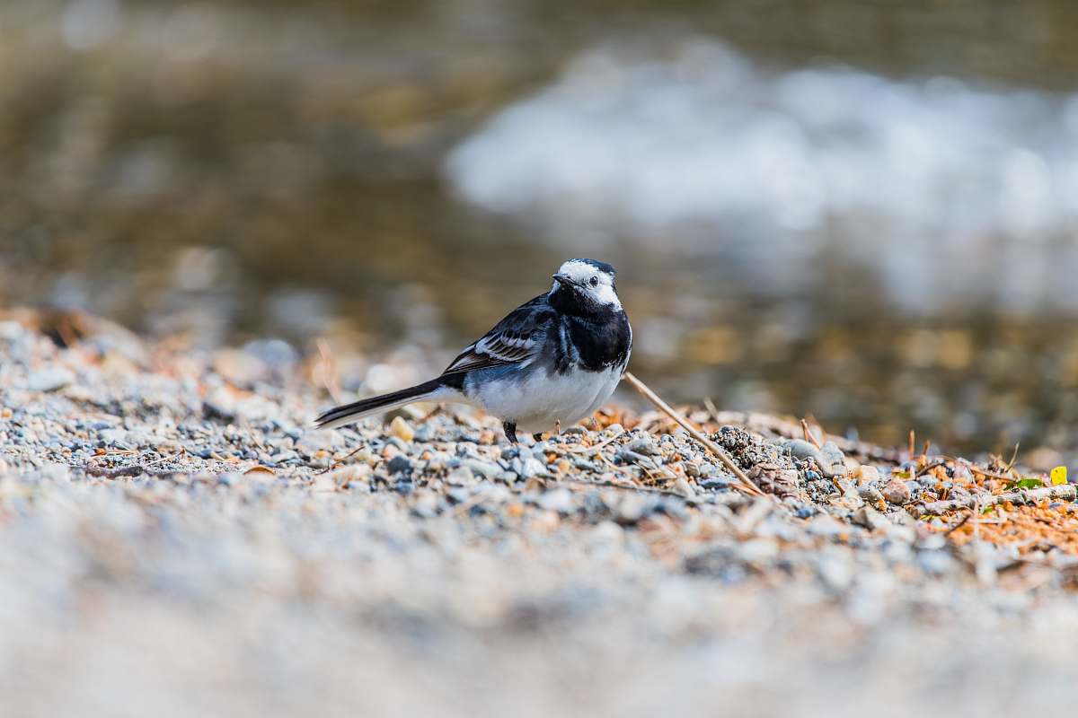 animal selective focus photography of black and white bird standing on stone covered surface wild bird