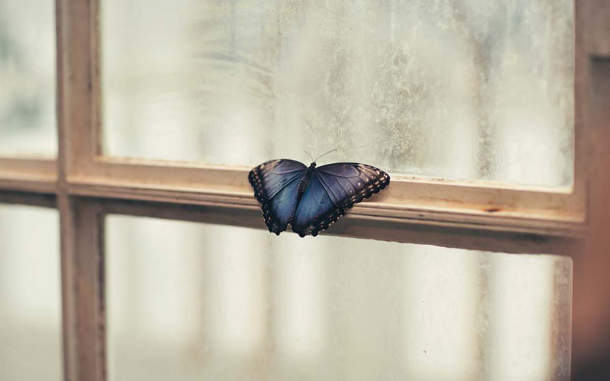 animal photo of butterfly perching on window blue