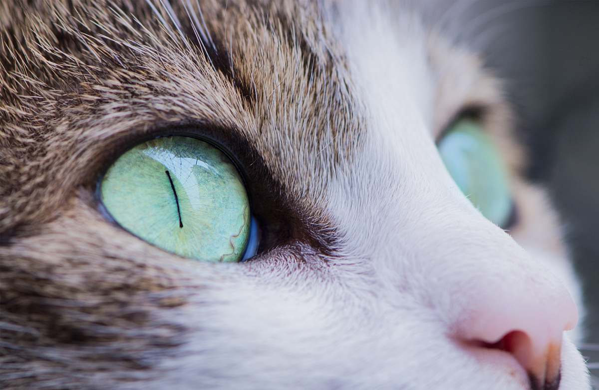 animal close up photo of cat pet