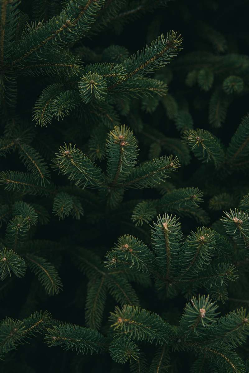 tree close up photo of green Christmas tree conifer