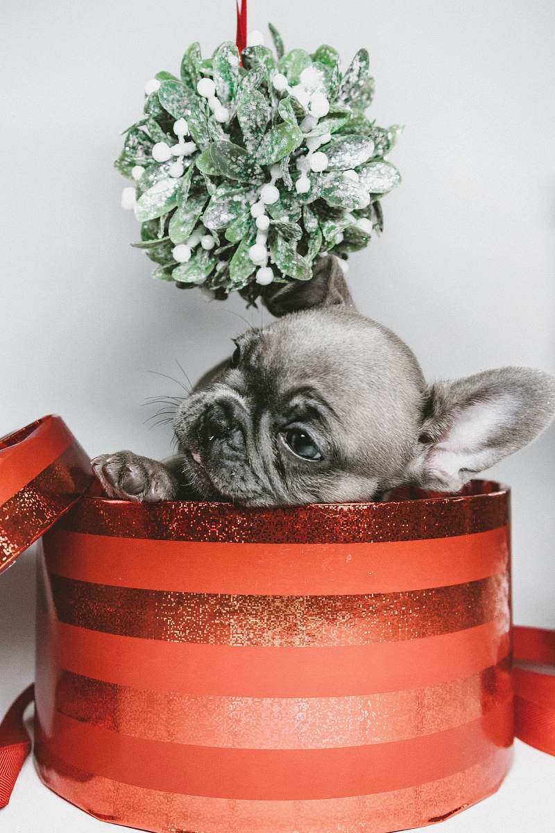 dog gray puppy in red box animal
