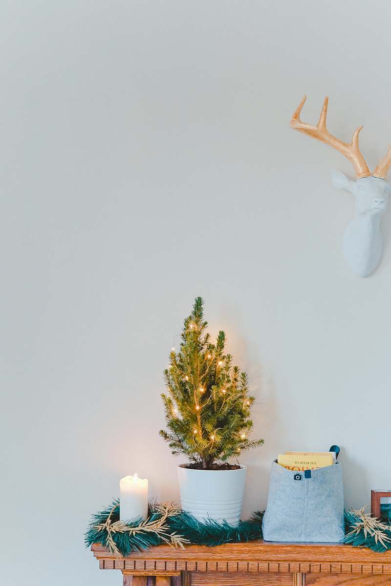 antler green leaf plant on white vase and brown console table inside room plant