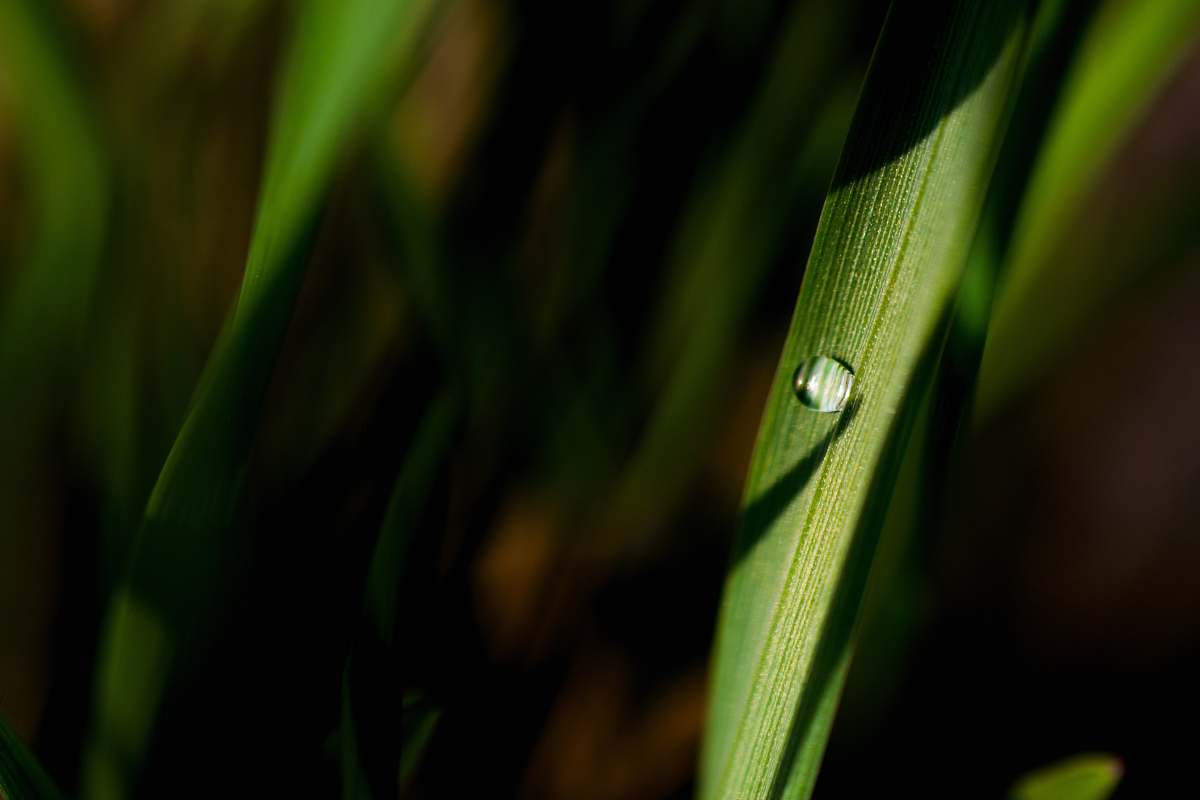 explore dew on leaf water