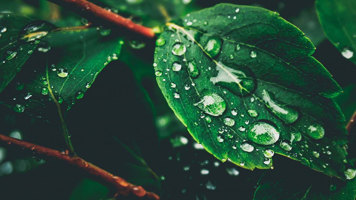 green green leaf with water drops leaf