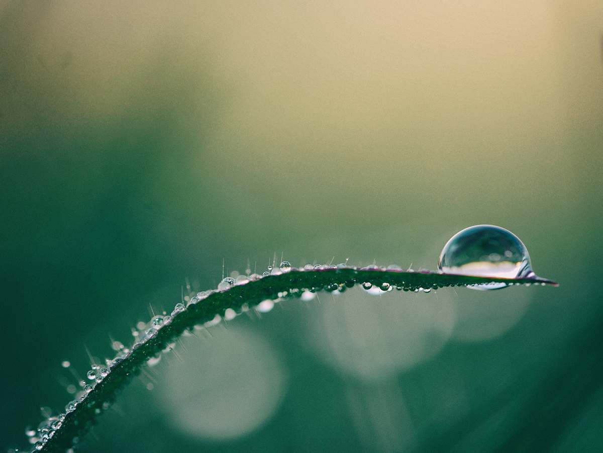 stock photos free
 of water macro photography of drop of water on top of green plant nature