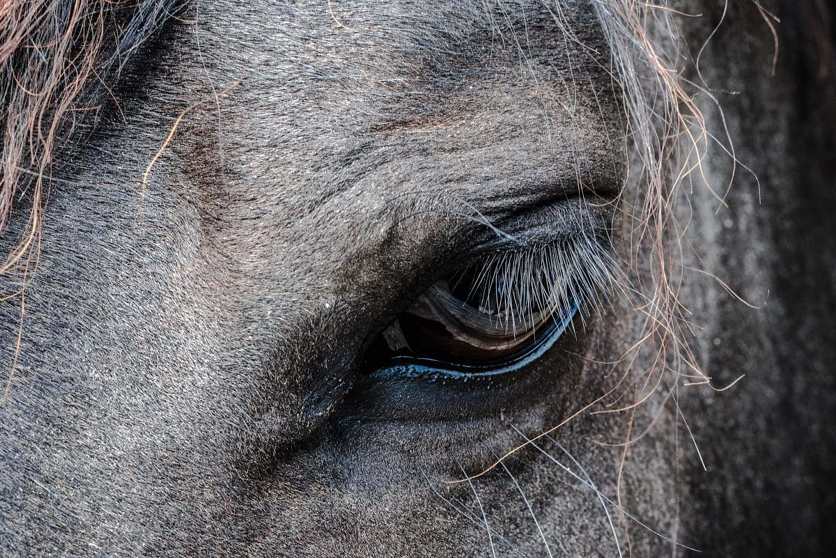 animal close-up photo of gray horse's eye horse