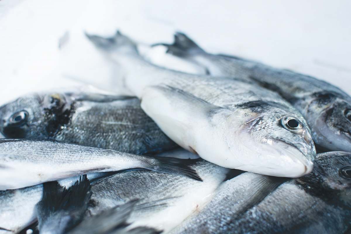 food pile of gray fishes coho