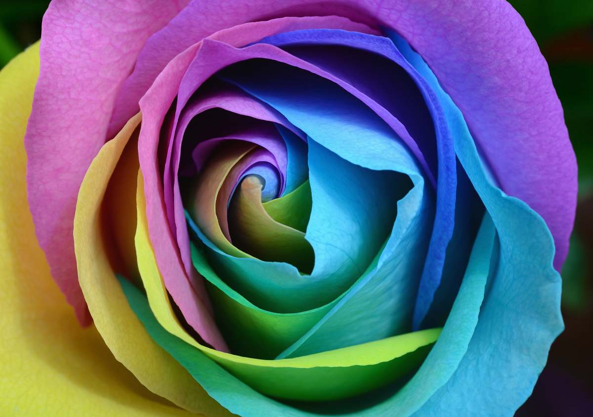 flower multicolored rose flower photo rose