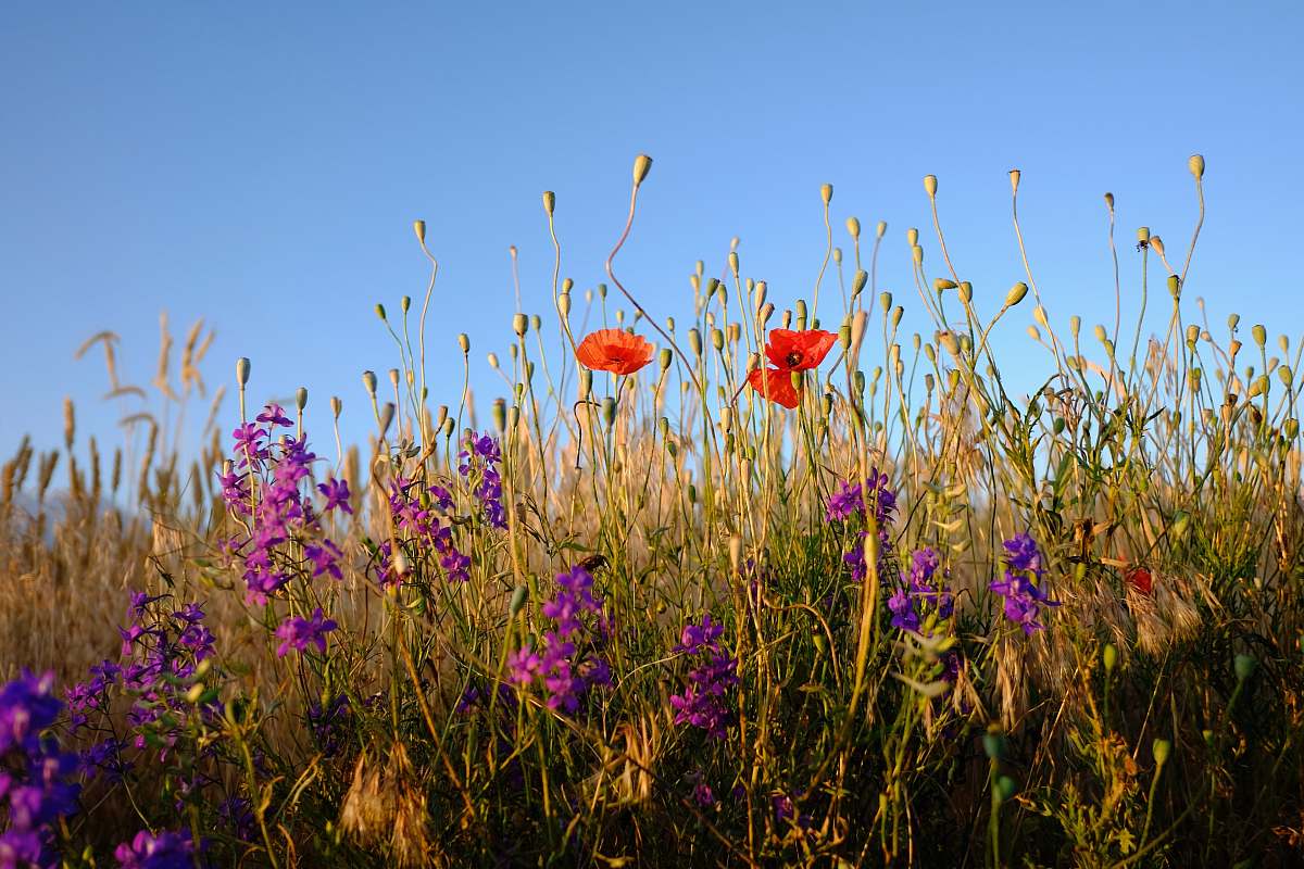 grass bed of flowers meadow