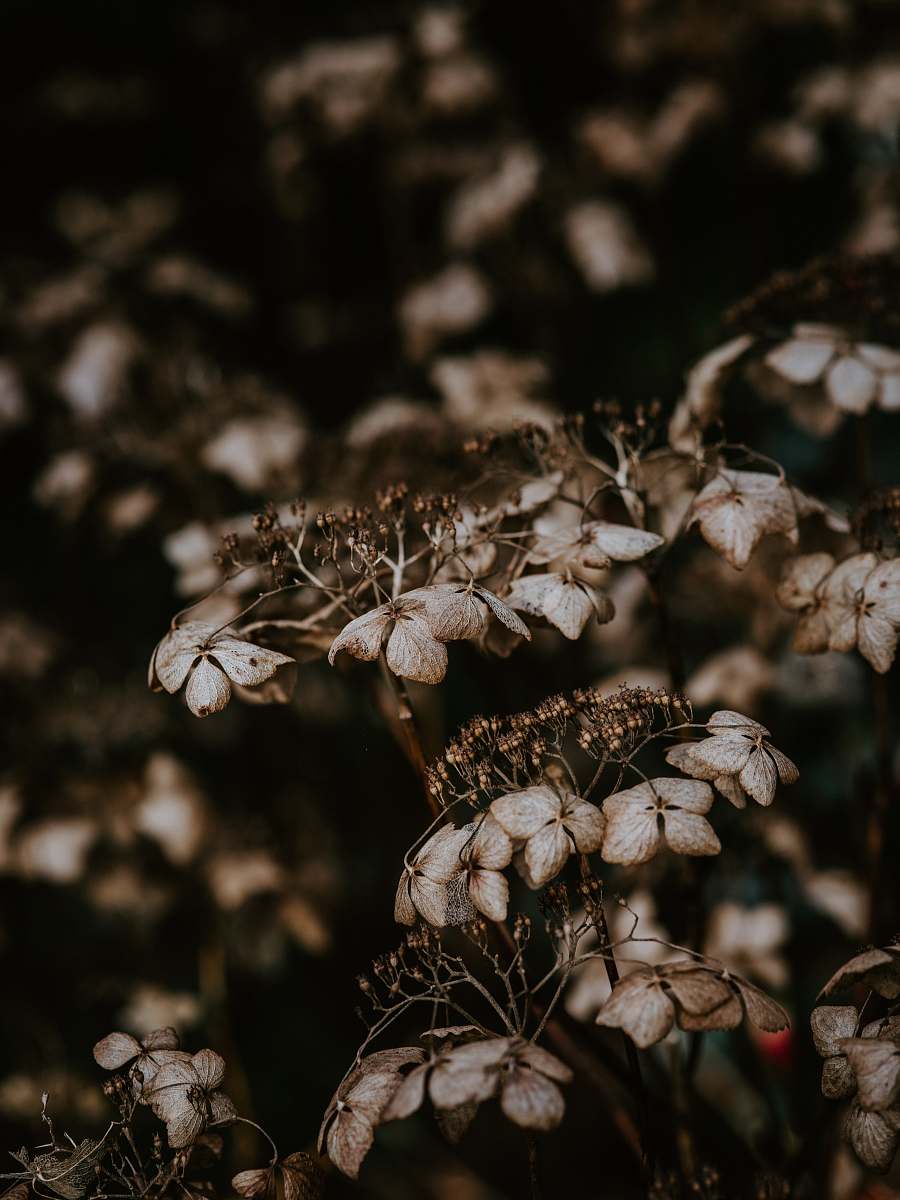 plant brown plant blossom