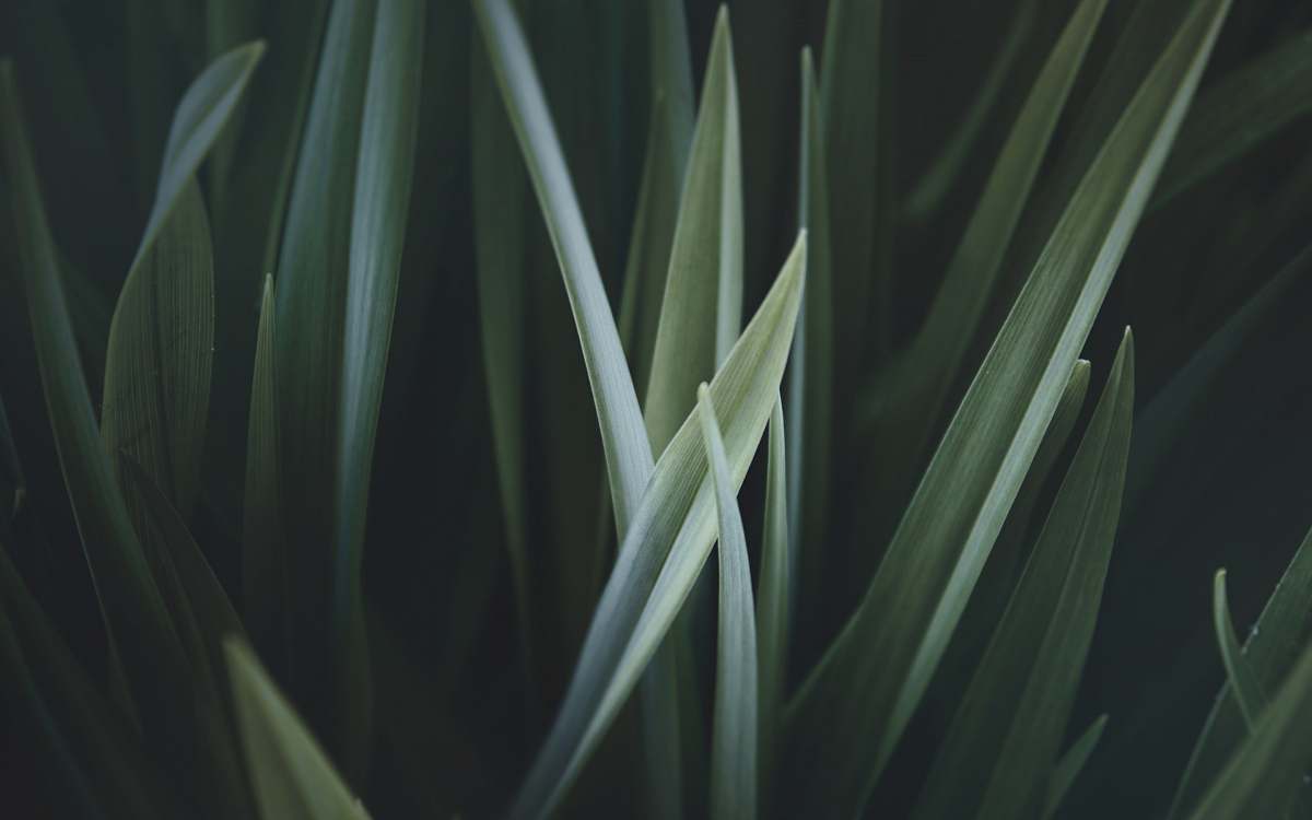plant close up photo of green linear leaves grass