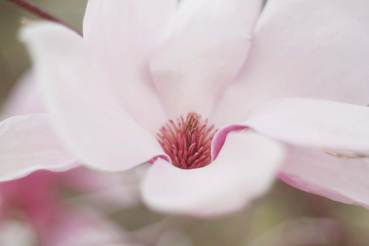 pink close-up selective-focus photo of pink petaled flower blossom
