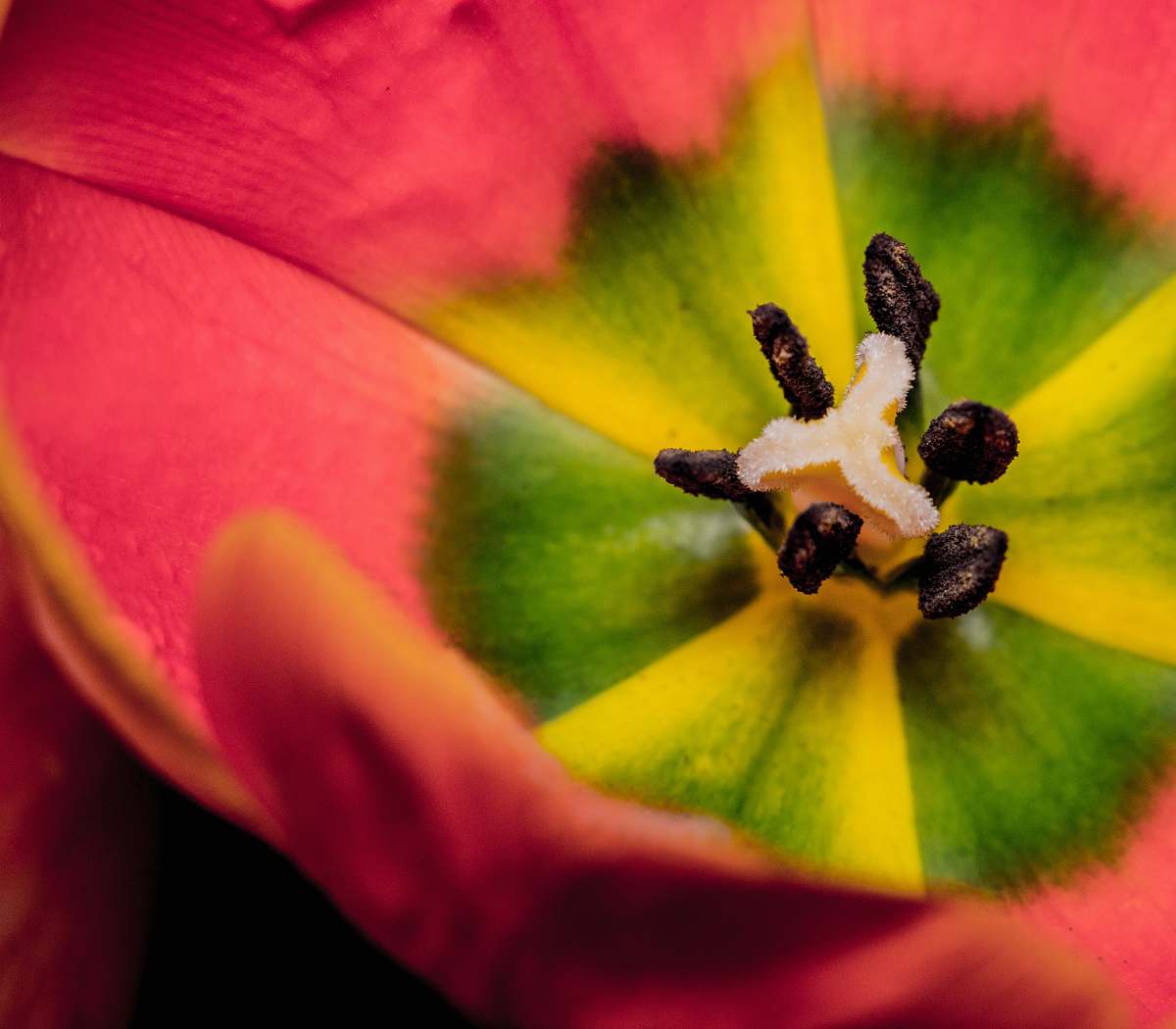 blossom closeup photo of pink and green petaled flower macro