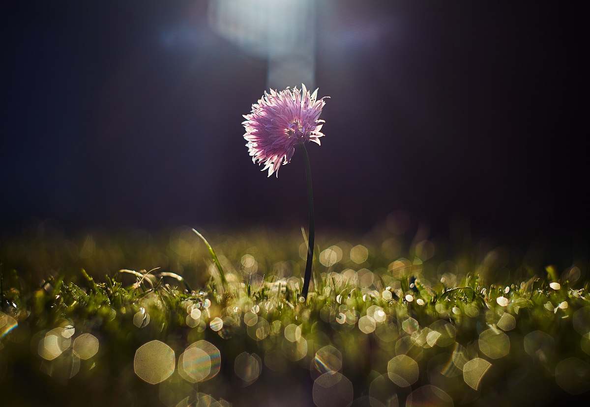 nature closeup photo of purple petaled flower grass