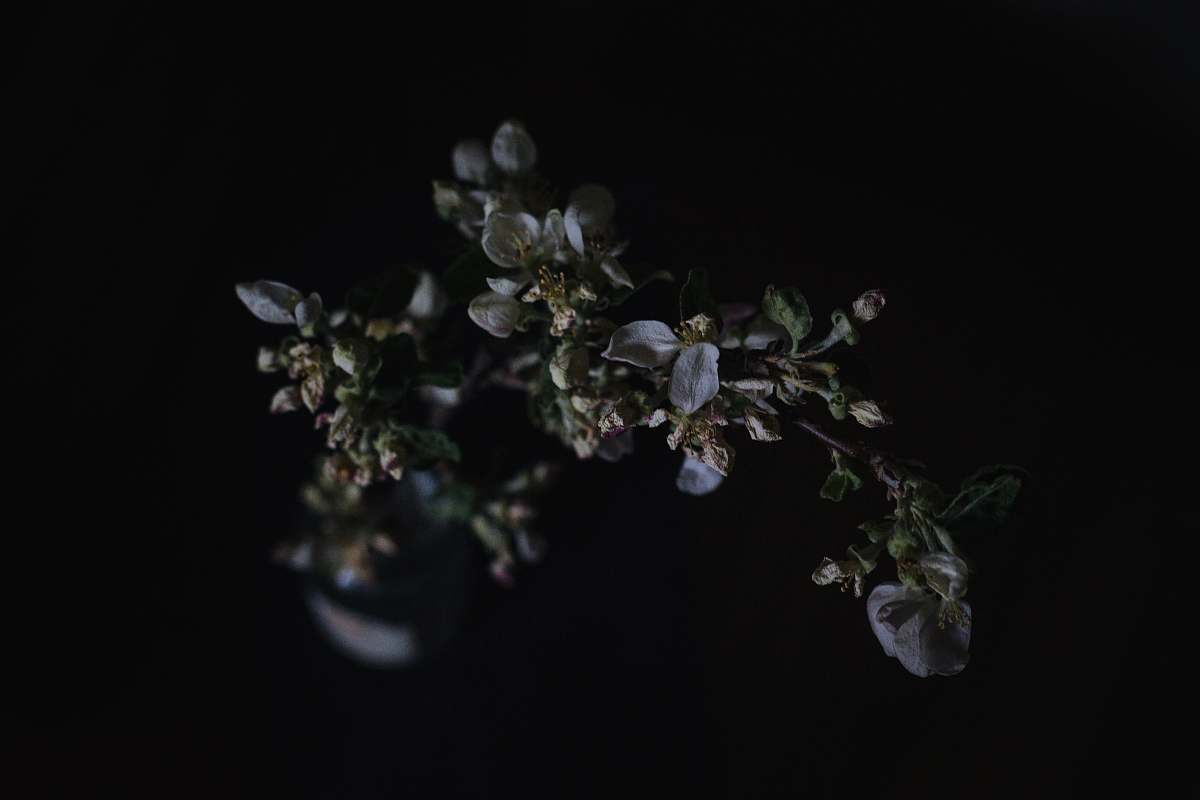 blossom closeup photography of bloomed flowers wilted flower
