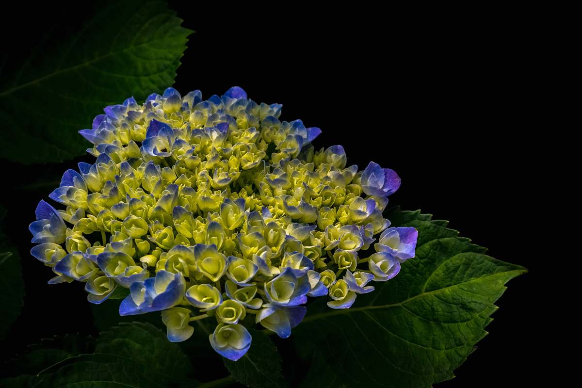 plant cluster of purple and green petaled flower blue