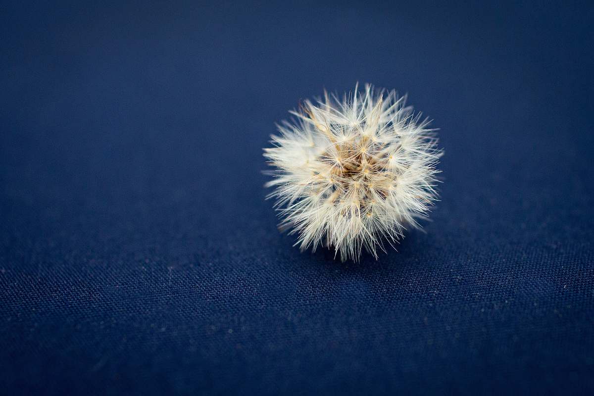 dandelion dandelion leaf blue