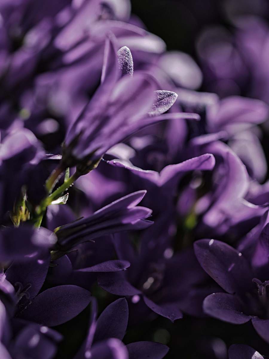 petal focus photo of purple petaled flower purple
