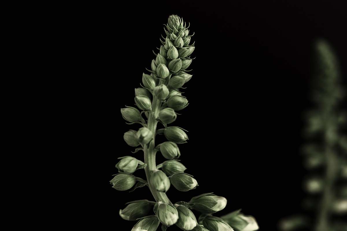 plant green flower bud flora