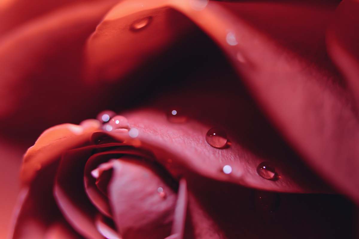 droplet macro photo of red rose with water red