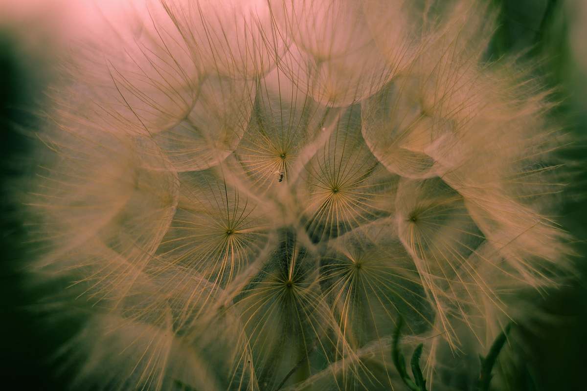 plant macro photography of dandelion dandelion