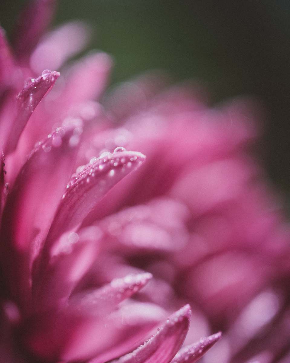 petal macro photography of pink clustered flower with water dews pink