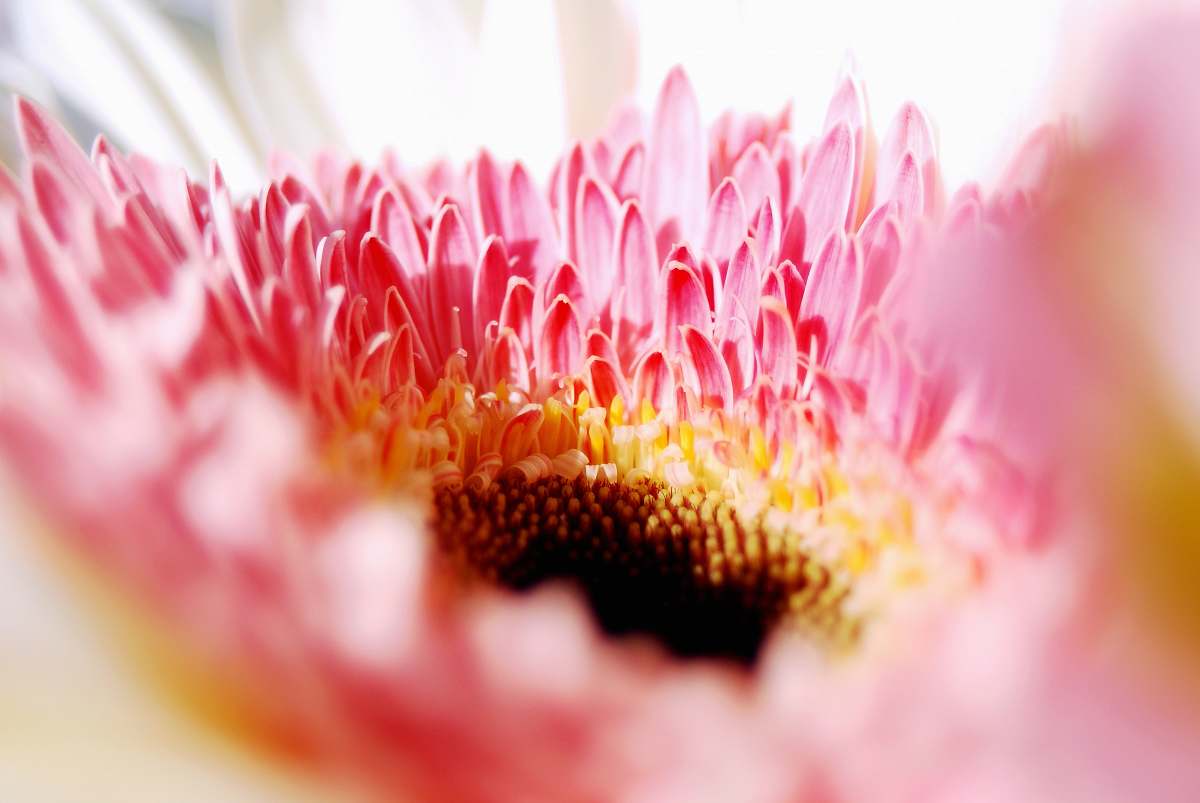 macro macro photography of pink petal flower le cannet