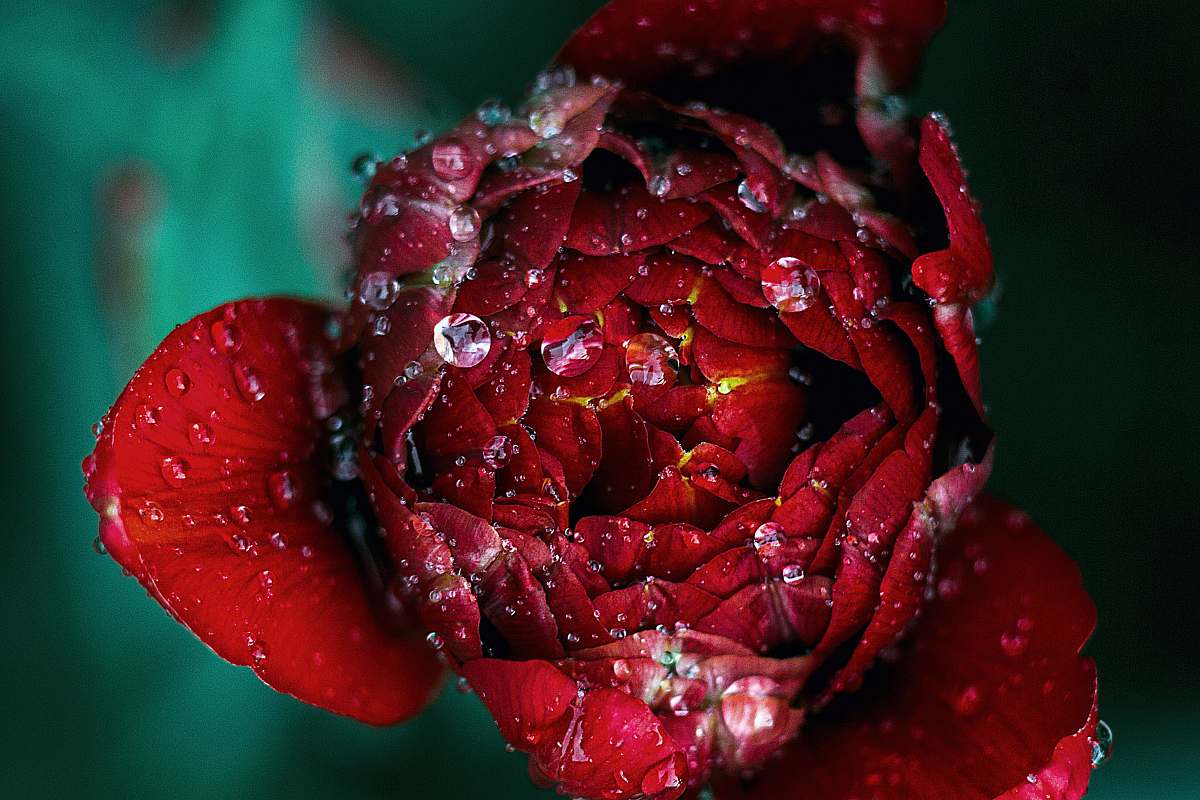 red macro photography of red rose nature