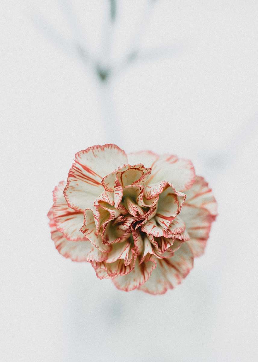 blossom macro shot photography of red and white flowers plant