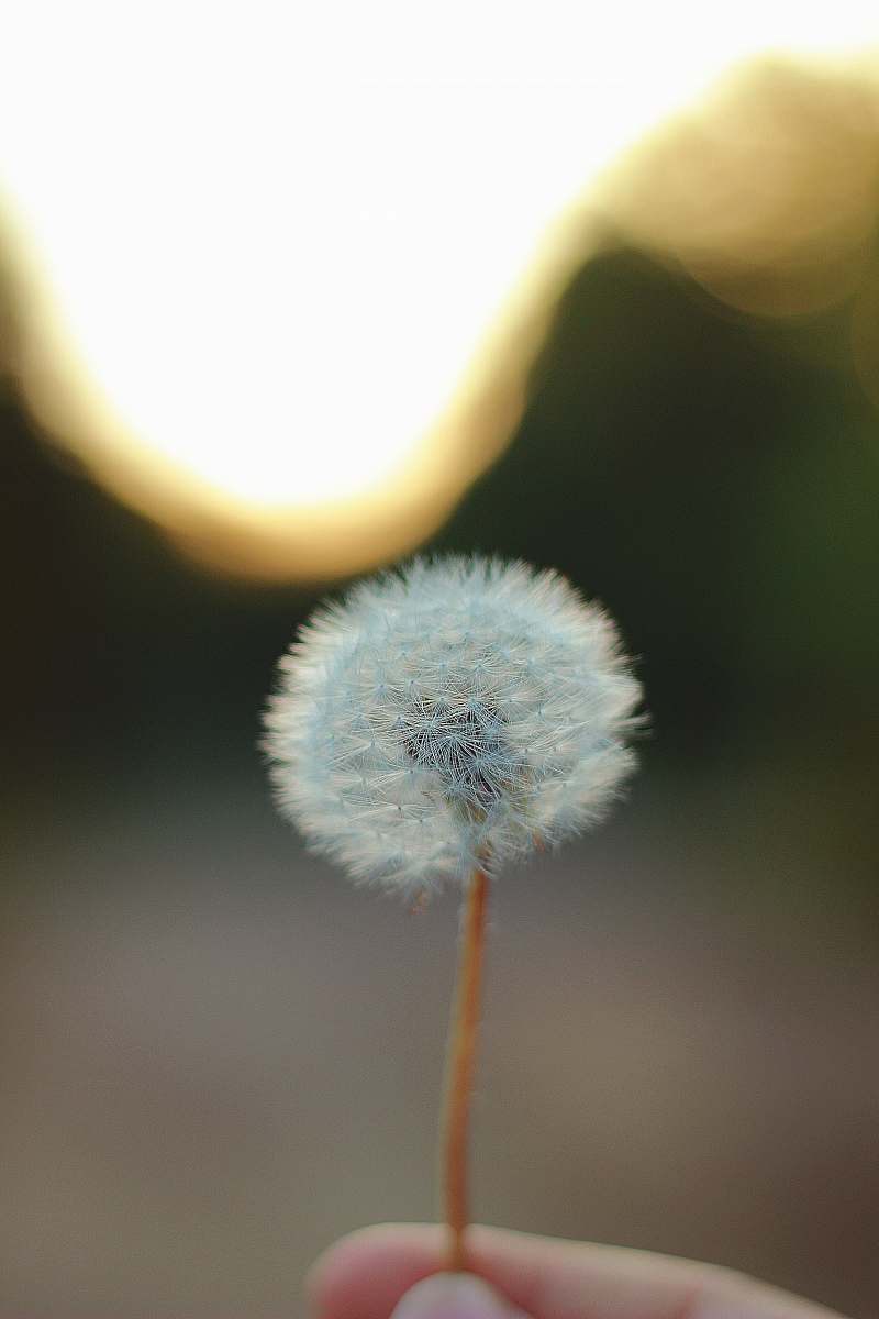 Dandelion Person Holding Dandelion Flower Nature Image Free Stock Photo