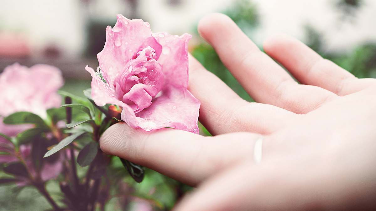 flora person holding pink peony flower rose