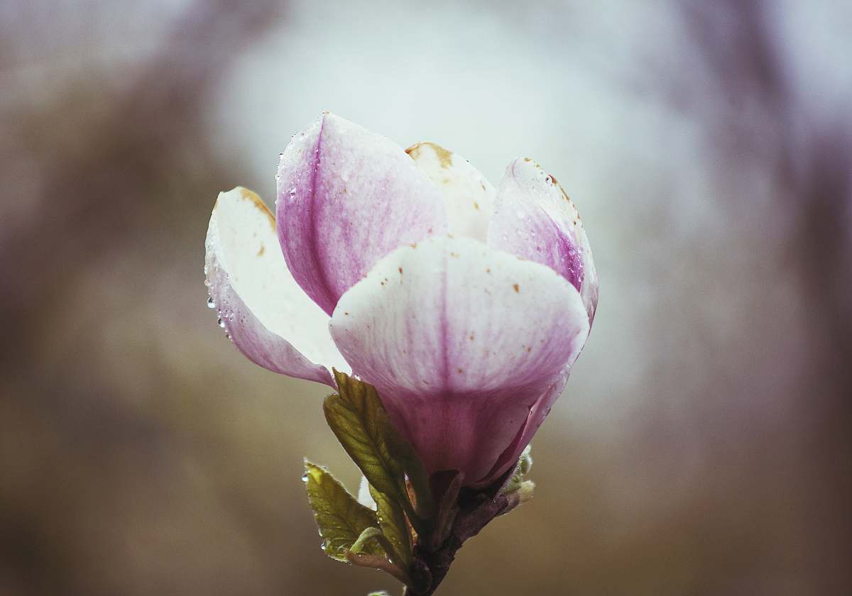 blossom pink flower blooming during daytime bud