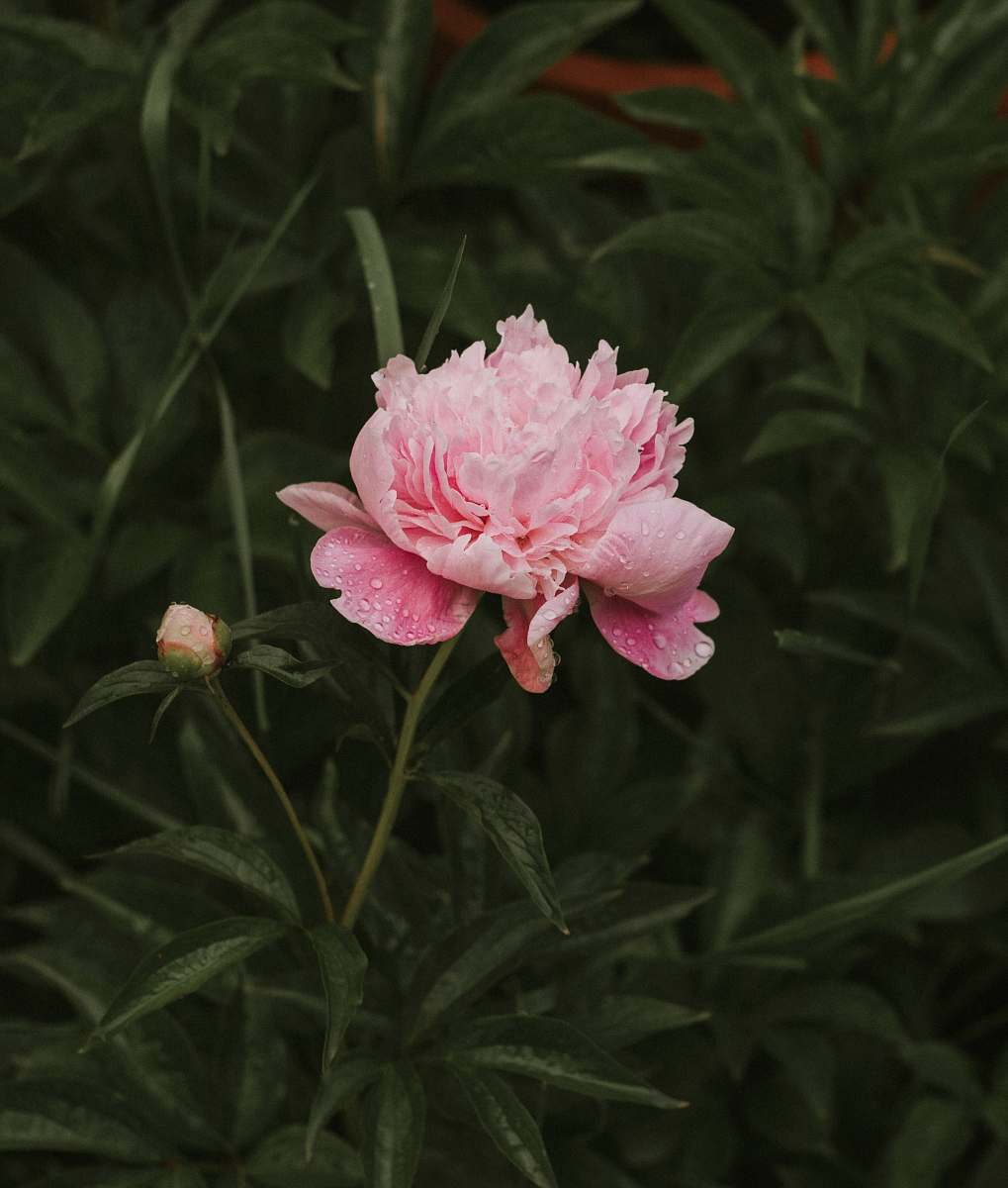 peony pink petaled flower at daytime plant