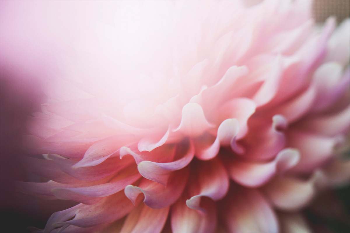 plant pink petaled flower pink