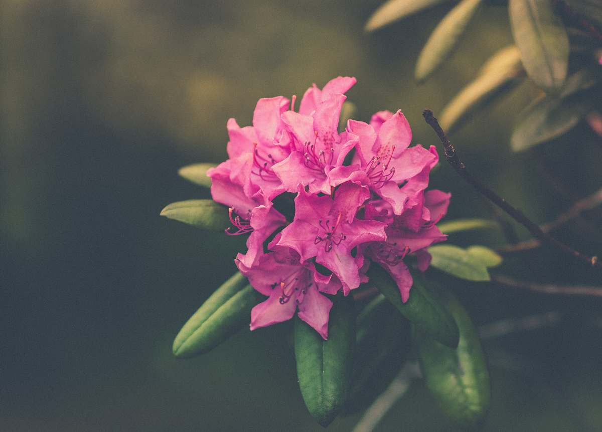 plant pink petaled flowers flora