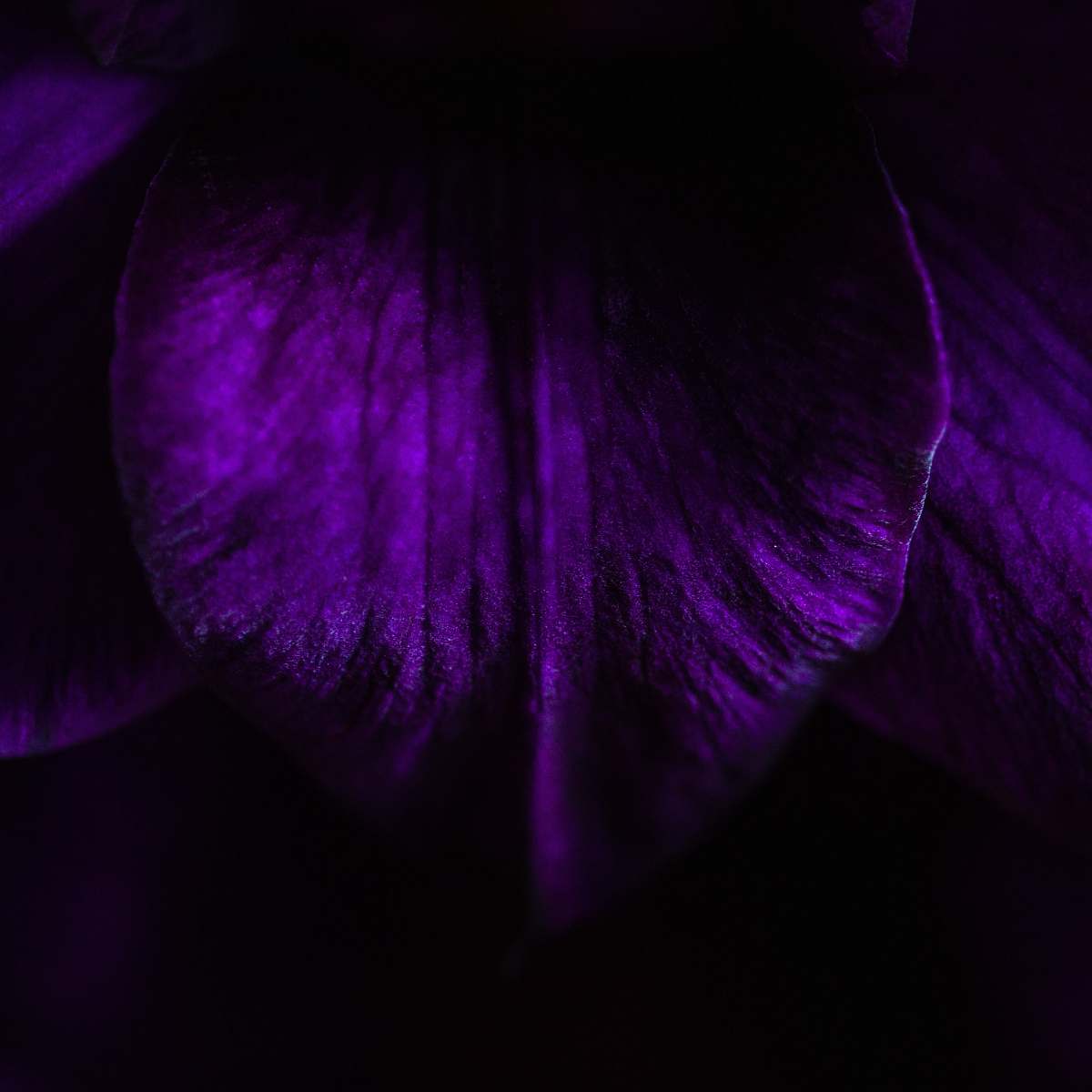 purple purple flower petal texture