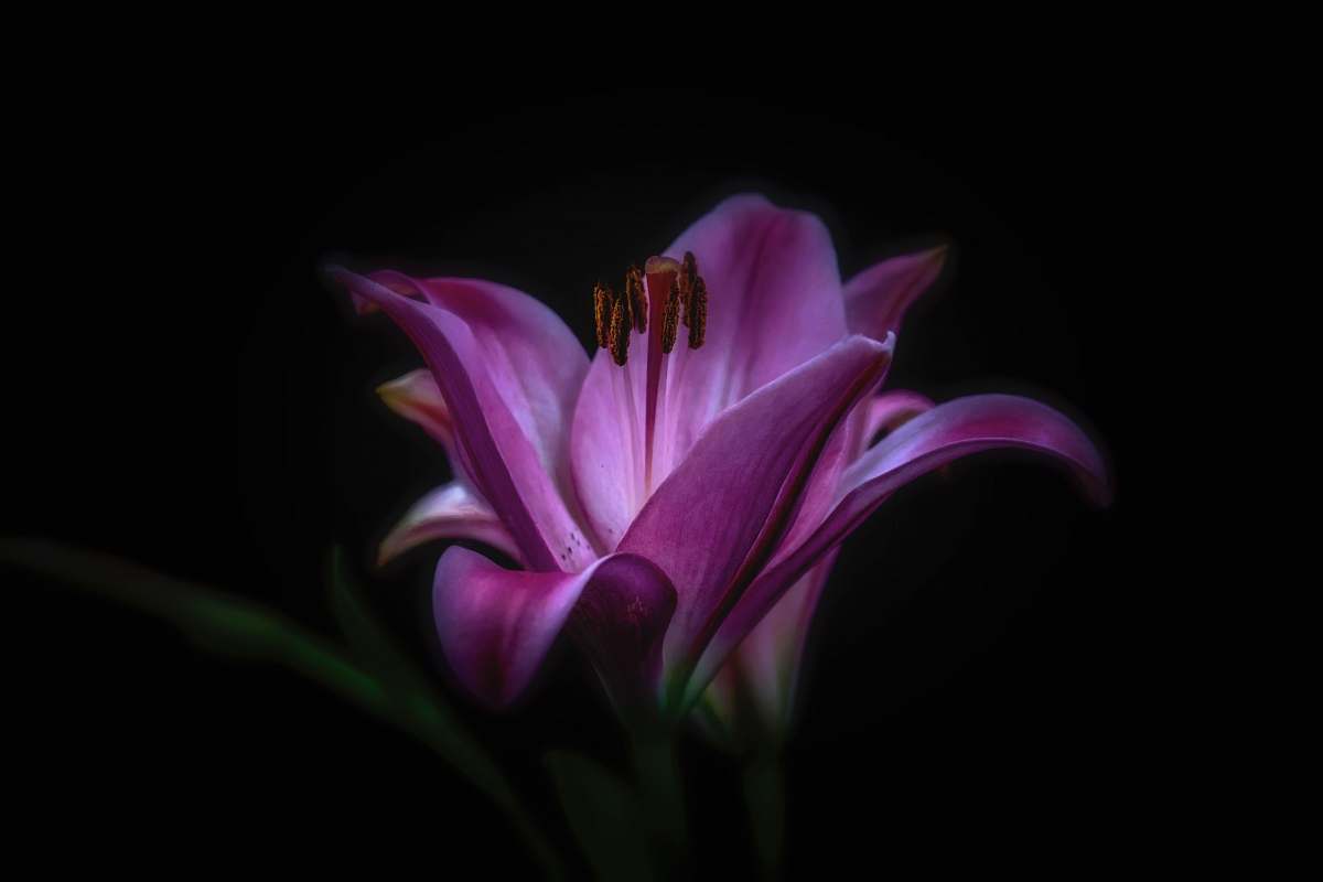 purple purple flower photography background