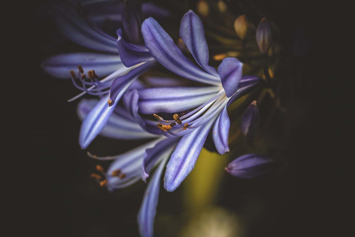 plant purple petaled flower blossom