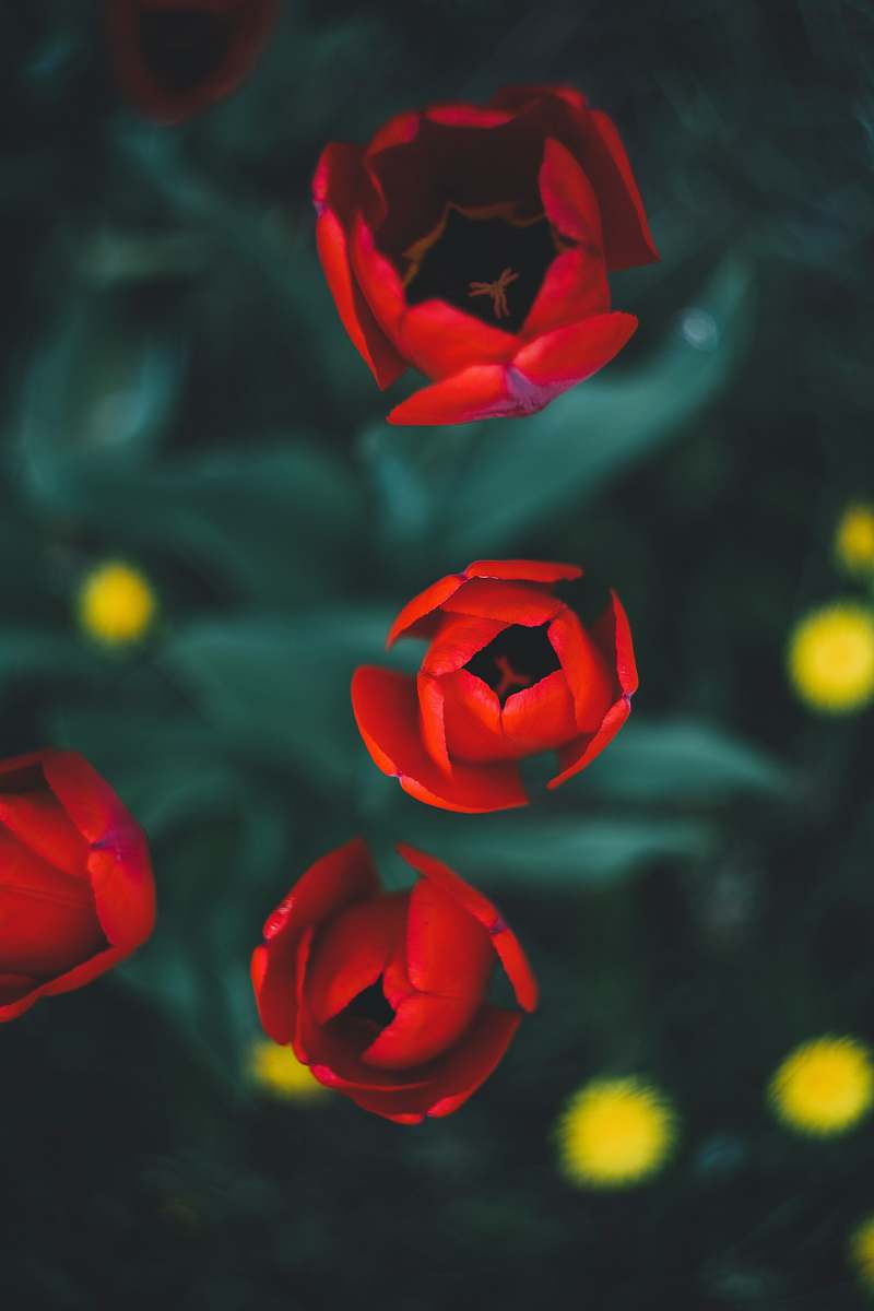plant red roses in bloom blossom