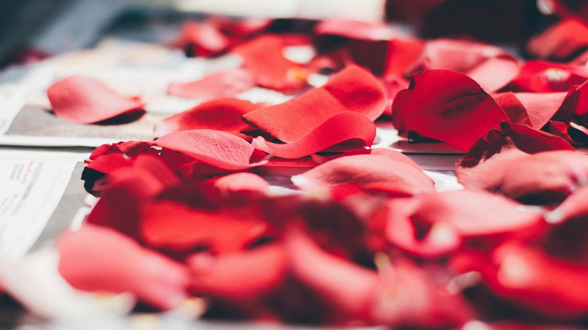 petal rose petals on top of white printed paper plant